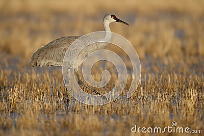 Sandhill Crane wintering in the U.S. Southwest Stock Photo