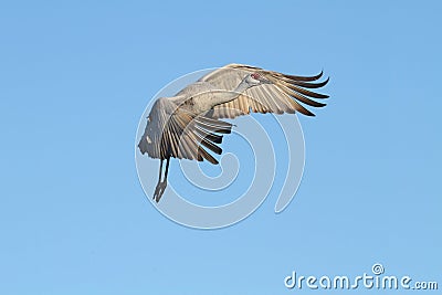 Sandhill Crane (Grus canadensis) Stock Photo