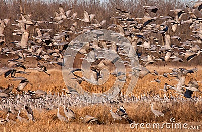 Sandhill Cranes Stock Photo