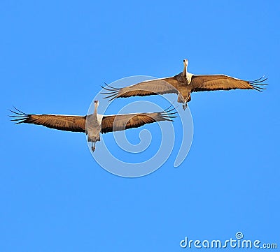 Sandhill cranes against blue sky Stock Photo