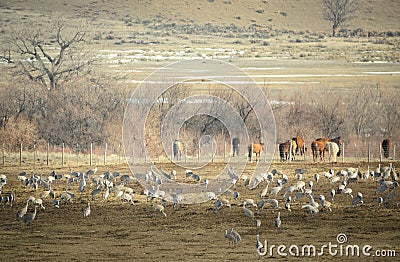 Sandhill Cranes Along Yampa River Stock Photo