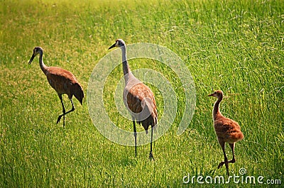 Sandhill Cranes with chick Stock Photo