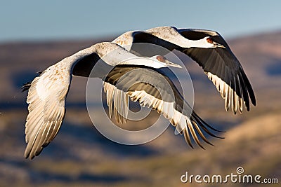 Sandhill Cranes in Flight Stock Photo