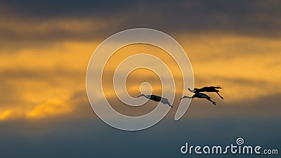 Sandhill cranes in flight backlit silhouette with golden yellow and orange sky at dusk / sunset during fall migrations at the Crex Stock Photo