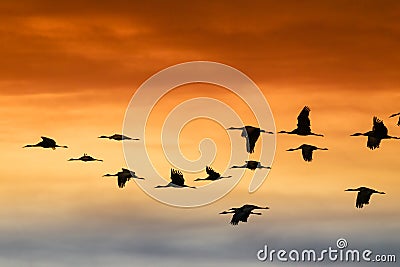 Sandhill Cranes flying at Bosque Del Apache National Wildlife Refuge at sunset Stock Photo