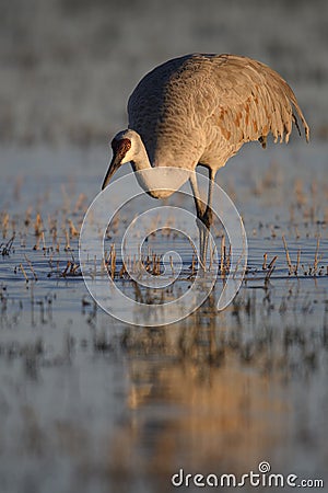 Sandhill Crane wintering in the U.S. Southwest Stock Photo