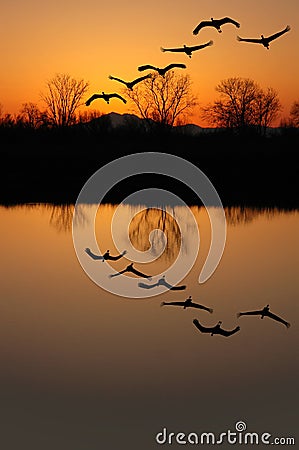 Sandhill Cranes at Sunset Stock Photo