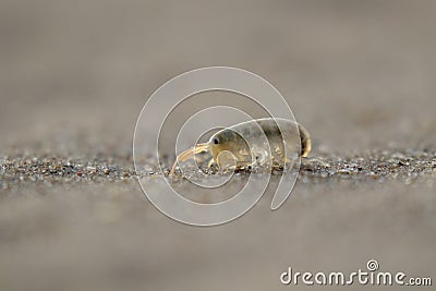 Sandhopper, Talitridae, walking, moving, jumping on sand on a scottish beach in June. Stock Photo