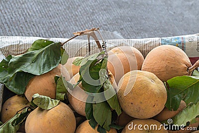 Sandoricum koetjape santol or cottonfruit is a tropical fruit grown in Southeast Asia Stock Photo