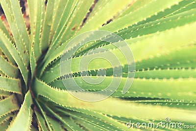 Sandpaper sotol Dasylirion serratifolium green leaves and teeth detail. Stock Photo