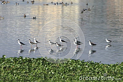 Sandpiper flock Stock Photo