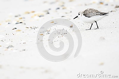 Sandpiper sanderling walking on a beach Stock Photo