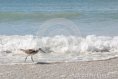 Sandpiper Shore Bird Walking in Ocean on Beach Stock Photo