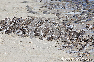 Flock of Sandpiper standing and preening on the Delaware Bay Stock Photo