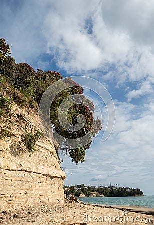 Sandstone Cliffs at Murrays Bay Vertical Stock Photo