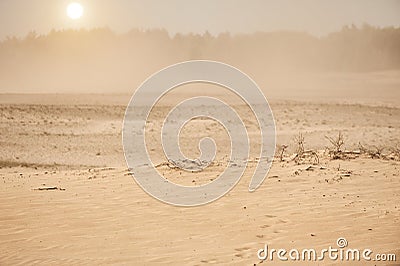 Sandstorm in the desert, the sun and forest on the horizon Stock Photo