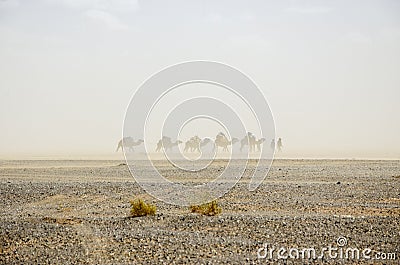 Sandstorm in the Sahara desert, Morocco. Silhouette of dromedaries of the Bedouin population. Merzouga desert Stock Photo