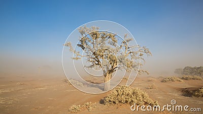 Sandstorm and tree Stock Photo