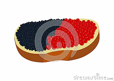 Sandwich with butter and black and red caviar fish sturgeon and salmon roe healthy luxury delicacy. Vector Illustration