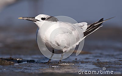 Sandwich Tern Stock Photo