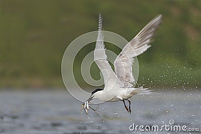 Sandwich Tern Stock Photo