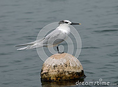 Sandwich tern Stock Photo