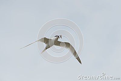 Sandwich Tern in flight. Stock Photo