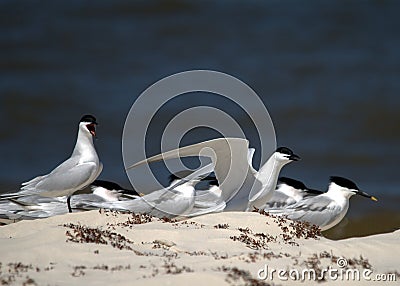 Sandwich Terns socializing Stock Photo