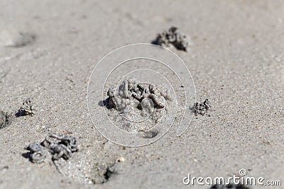 Sandworm casts, Arenicola marina Stock Photo