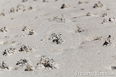 Sandworm casts, Arenicola marina Stock Photo