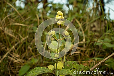 Sandwort, thyme-leaf sandwort or Arenaria serpyllifolia Stock Photo