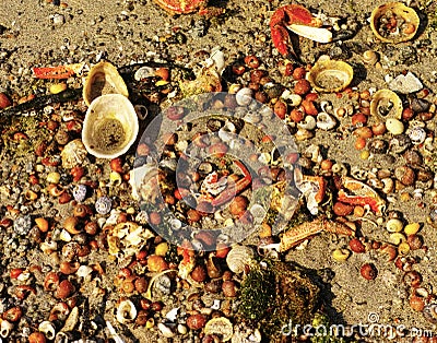 Sandy background with assorted shells and crabs Stock Photo