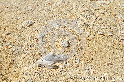 Sandy beach background for summer. Sand texture. Macro shot Stock Photo