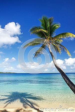 Sandy beach and leaning palm tree on Drawaqa Island, Yasawa Islands, Fiji Stock Photo