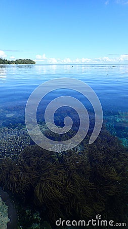 Sunny day above the surface of coral reef of raja ampat, transparent water, algae and corals Stock Photo