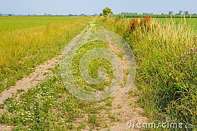 Sandy country path with wheel tracks on a summer day Stock Photo