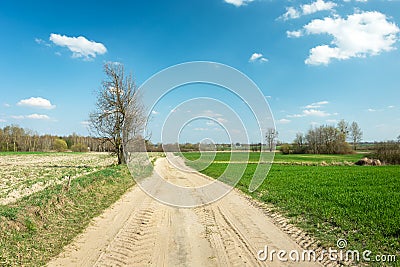 A sandy country road through fields, a tree and blue sky Stock Photo