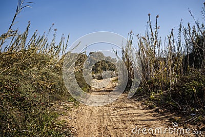 A sandy country road with traces of cars Stock Photo