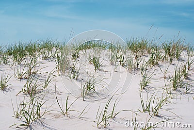 Close up view of dunes at Robert Moses State Park Stock Photo