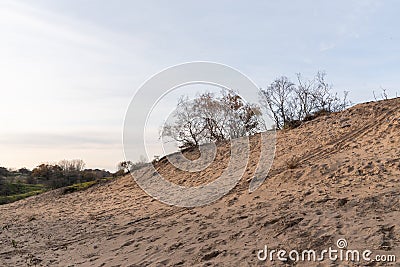 Sandy Dutch dunes with warm sunset light Stock Photo