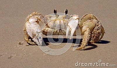 Sandy Ghost Crab Stock Photo