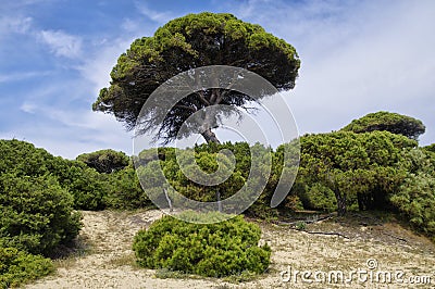 A sandy landscape of Marismas del Odiel National Park in Andalusia, Spain Stock Photo