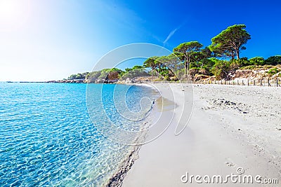 Sandy Palombaggia beach with pine trees and azure clear water, C Stock Photo