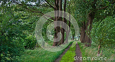 A sandy path between old beech trees Stock Photo