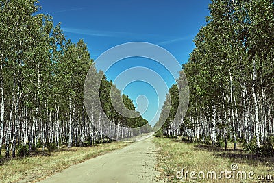 Sandy road through a birch coppice during summer Stock Photo