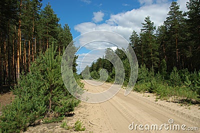 Sandy road in forest Stock Photo