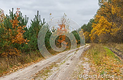 Sandy road in mixed forest Stock Photo