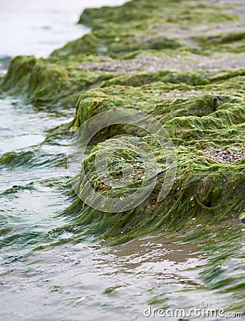 sandy seashore with green algae after a storm Stock Photo