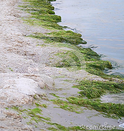 sandy seashore with green algae after a storm Stock Photo