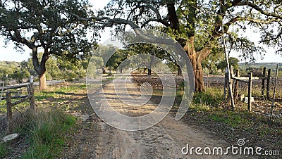 Sandy track in the Alentjo countryside Stock Photo